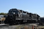 Pair of Geeps wait in the yard